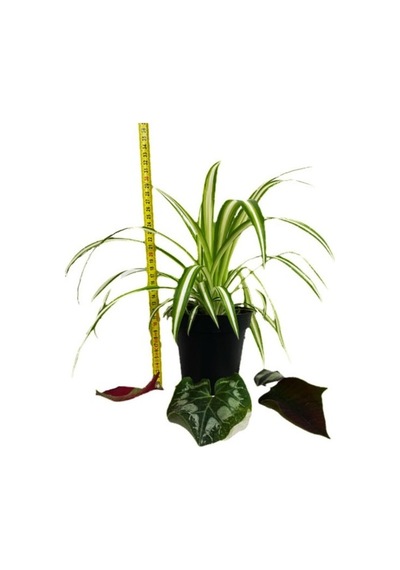 Variegatum Chlorophytum Comosum Kurdele Çiçeği 10-20 Cm