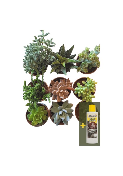 Sukulent 9'lu set + Sukulent Besini 225 ml