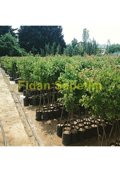 3 Yaş Aşılı Amasya Elma Fidanı Yarı Bodur