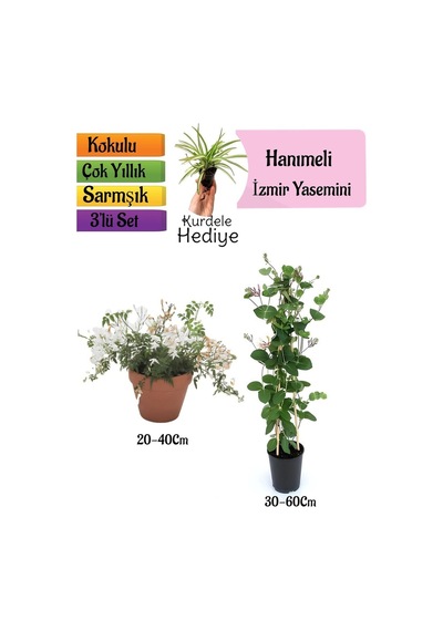 Kokulu İzmir Yasemini+kokulu Hanıme Çiçeği+kurdele Çiçeği 3'lü Peyzaj Seti