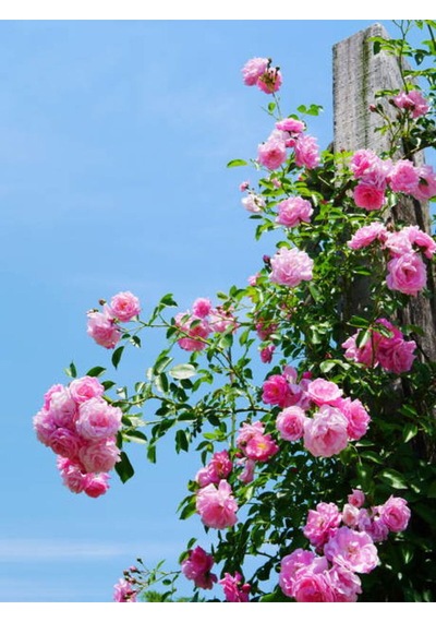 Videolu Pembe Ponpon Sarmaşık Gül Fidanı 1 Adet 80-120cm Dış Mekan Climbing Pink Ruffled Rose