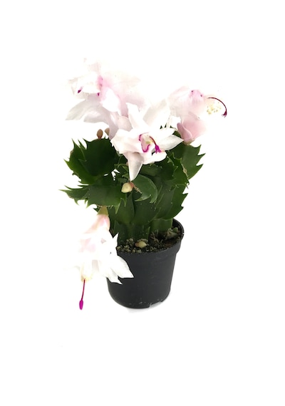 Schlumbergera 'White' (Yılbaşı Çiçeği) Ø5,5 CM Y10-15 CM