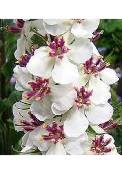 20 Adet Mıxed Colors Verbascum Tohumu