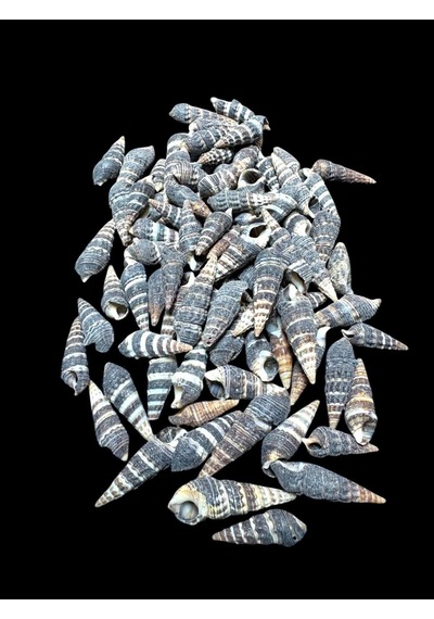Deniz Kabukları 100 Gr No-2-batillariazonalis