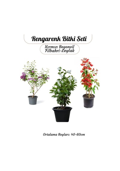 Renkli Bahçe Bitkileri Kırmızı Begonvil+ Filbahri Ağaç Şakayığı+ Mor Leylak Çiçeği