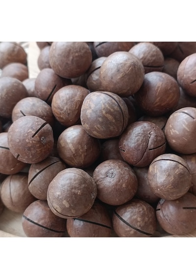 Toptan Kabuklu Kavrulmuş Makademya Fındığı 10 Kg 10 KG