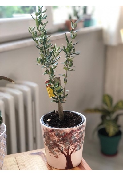 Midi Zeytin Ağacı - 25Cm
