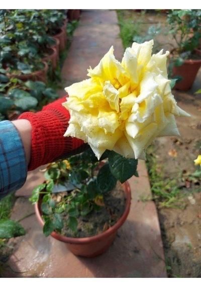 Yediveren Kokulu Açık Sarı 40 60 Cm Tüplü/ Saksılı Aşılı Gül Yellow Rose