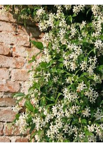 9 Adet Tüplü Mis Kokulu Arap Yasemini Rhyncospermum Jasminoides Türü 40-50 Cm Boyunda