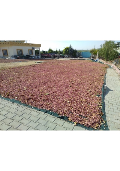 Zeytin Toplama Filesi - 4X8 M Yeşil