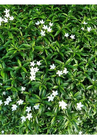 Jasminum Polyanthum Jasmine Kokulu Çim Yasemini Beyaz 1 Adet Saksılı 30-60cm