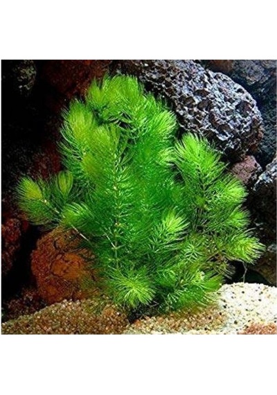 Ceratophyllum Demersum Tilki Kuyruğu Çam 2 Saksı
