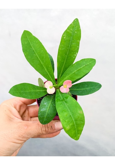 Videolu 1 Adet Mini Pembe Çiçekli Dikenler Tacı Çiçeği 5-15 Cm Saksılı Çiçekli Bodur Euphorbia Milii