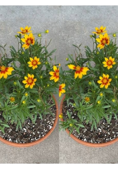 Sarı Çalı Papatyası 2 Adet Saksılı/ Tüplü 20-40 Cm Dış Mekan Bitkisi Euryops Daisy