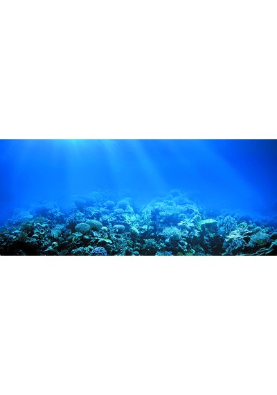 Kanki Pet 155 cm KP1556522 Akvaryum Arka Fon Yapıştırma 155x65 cm