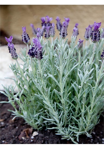 Mor Lavanta 20 60 Cm 5 Adet Saksılı/ Tüplü Çiçekli Iç/ Dış Mekan Bitkisi Lavandula