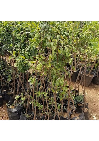 4 Yaş, Aşılı BLACK AMBER Erik Fidanı, Torbada