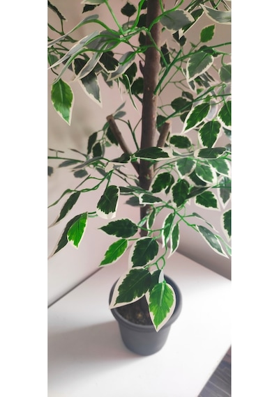 Rüzgar Çiçekcilik 160 Cm Ficus Ağacı Yeşil