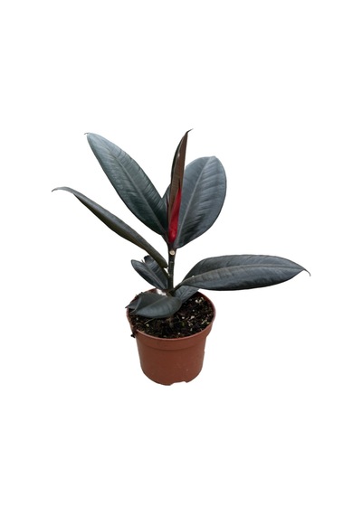 Ficus Elastica 'abidjan' Kauçuk Çiçeği Ø12 Cm Y30-35 Cm