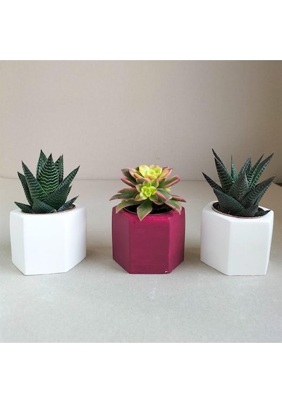Haworthia & Haworthia Kiwi 3'lü Sukulent Seti | Kırmızı & Beyaz Seri