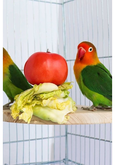 Çeyrek Daire Çivili Kuş Hamster Yemek Mama Tüneği, Uş Mama Tutucu, Doğal Ahşap Kuş Kafesi Tüneği