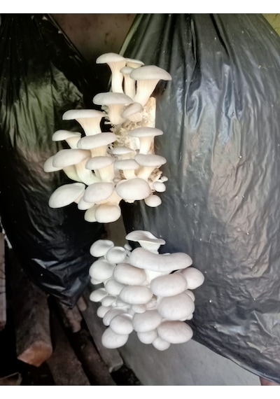 2 Kg Istiridye Mantarı Tohumu 1 adet