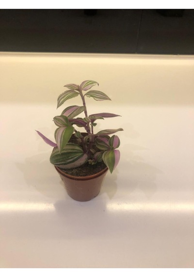 Telgraf Çiçeği Tradescantia Nanouk