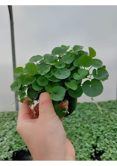 Gölge Çimi Dichondra Repens Fare Kulağı 10cm Saksılı Zemin Çiçeği