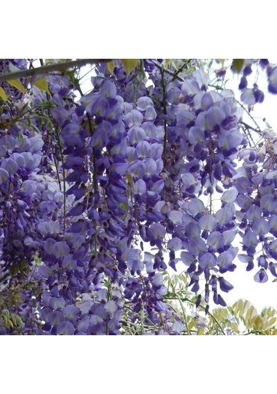 Mor Salkım Fidanı Wisteria Sinensis Prolific 1