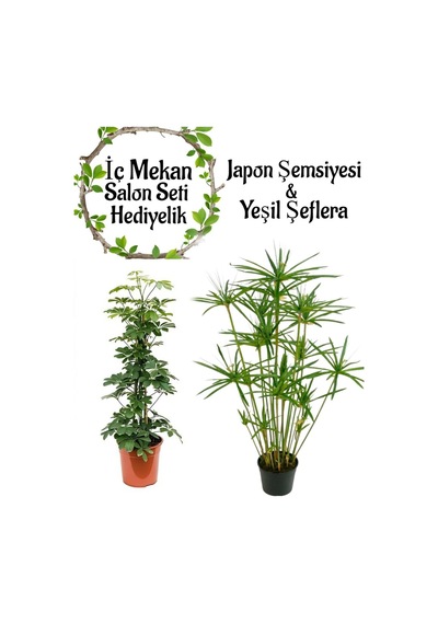 Japon Şemsiyesi 40-60 Cm 1 Adet Saksılı+yeşil Şeflera Bitkisi 40-60cm 1 Adet Saksılı