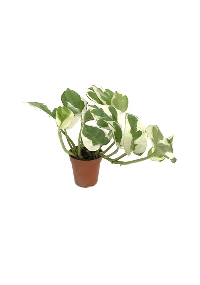 Epipremnum Aureum 'N Joy' (Salon Sarmaşığı) Ø5,5 CM Y0-10 CM