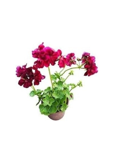 Sardunya Çiçeği Kırmızı Telgraf Çiçeği Fidanı 2 Li Set 10-20 Cm