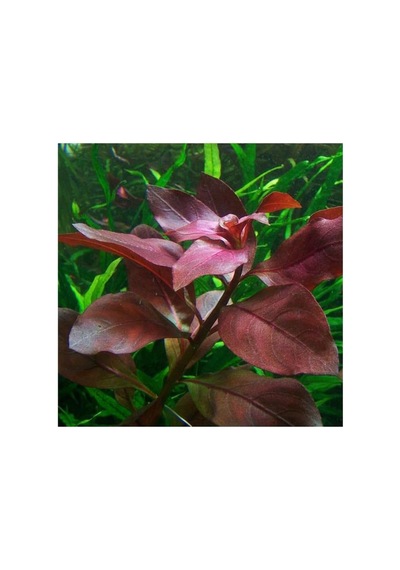 Ludwigia Repens Rubin Saksı- Canlı Bitki Standart
