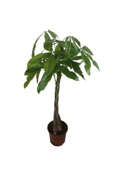 Pachira Aquatica- Örgülü Para Ağacı-paçhira 75-80 Cm