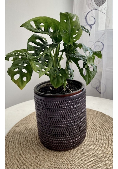 Monstera Monkey Leaf &delikli Deve Tabanı-ofis-salon Bitkisi