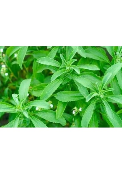 Saksılık Stevia Tohumu Ekim Seti 5 Tohum Şekerotu Tohumu Saksı Toprak Kombin
