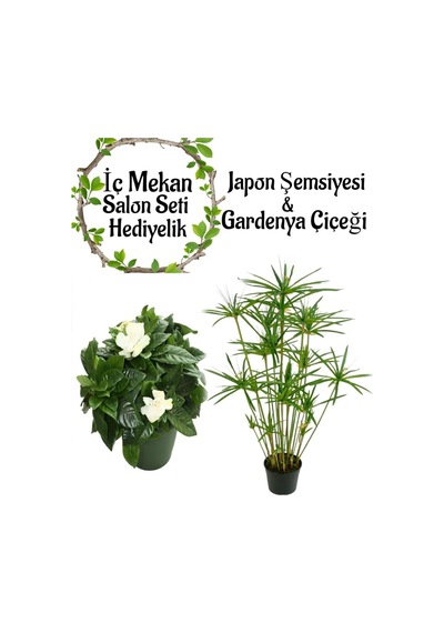 Japon Şemsiyesi 40-60 Cm 1 Adet Saksılı+kokulu Gardenya 20-30cm 1 Adet Saksılı