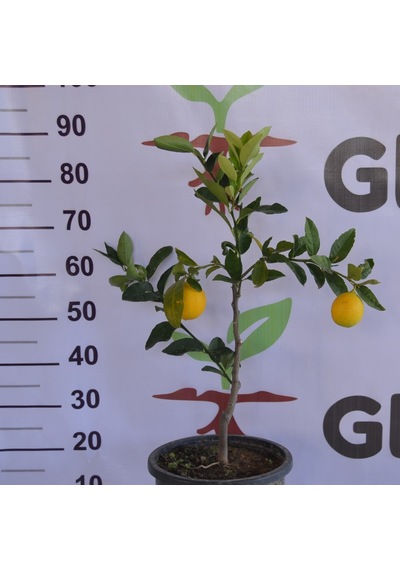 3 YAŞ SAKSILI MEYVELİ BODUR MAYER LİMON FİDANI (60-80 CM)