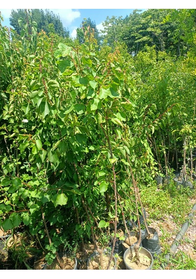 Yeşil Deniz Fidancılık Ziraat Şekerparesi Kayısı 100-150 Cm