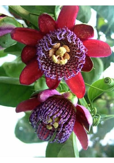 Dev Passiflora Çarkıfelek Çiçeği Tohumu 5 Tohum