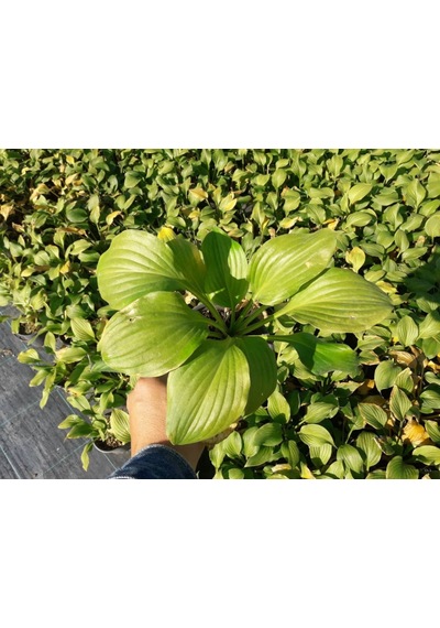 Ağustos Zambağı Hosta 10 Adet
