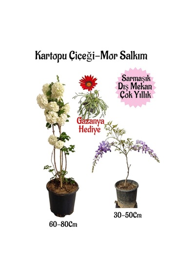 Kartopu Çiçeği 1 Adet+mor Salkım 1 Adet+sarı Gazanya Saksılı Bahçe Seti