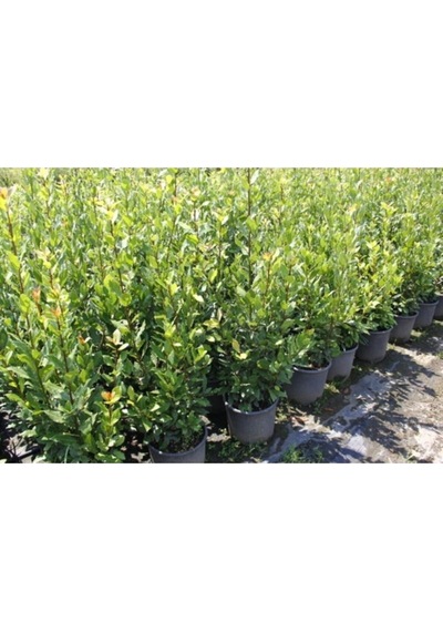 Serada Decor Plant Defne Ağacı Fidanı Saksılı 60 Cm 100cm