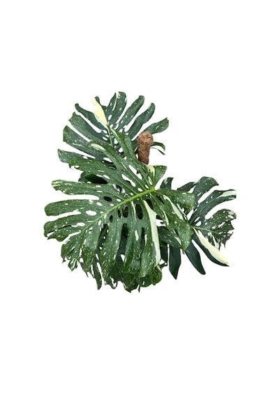 Monstera Deliciosa 'Thai Constellation' (Deve Tabanı) Ø27 CM Y100-125 CM