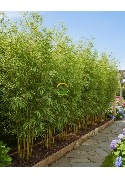 5 Adet Bambu Bitkisi Paketi Bambusa Aurea 150cm