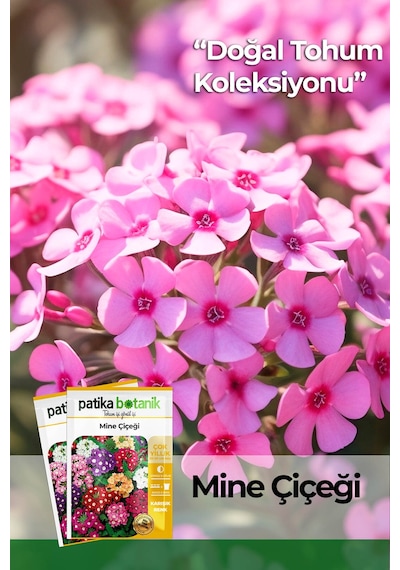 Patika Botanik 50 Adet Mine Verbena Çiçek Tohumu