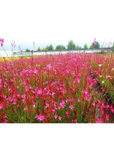 Gaura Çiçeği 5 Adet Saksılı/ Tüplü 40-70cm Çok Yıllık Dış Mekan Çiçeği Gavura Çiçeği