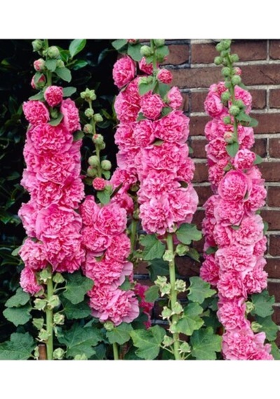 Pembe Renkli Gül Hatmi Tohumu