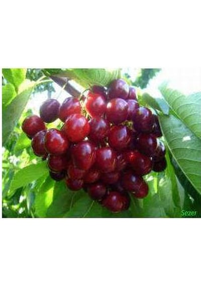 Napolyon Kiraz Fidanı Aşılı - 2 Yaş Tüplü 80-100 Cm