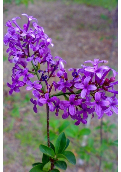 Videolu Leylak Fidanı 50 -60 Cm Saksılı/tüplü Dış Mekan Sarmaşık Bitkileri Lilac